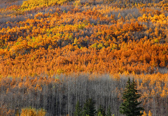 Bright color autumn trees on mountains