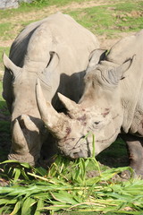 Fototapeta premium Rhinocéros