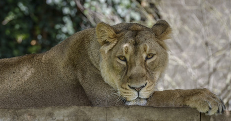 Fototapeta na wymiar Portrait of a Lioness