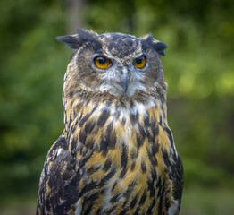 Eagle Owl close up portrait