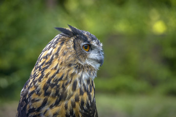 Eagle Owl close up portrait