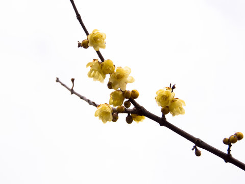 Yellow winter sweet flower on twigs in winter
