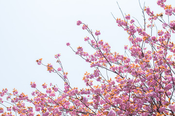 Blooming double cherry blossom tree and blue sky