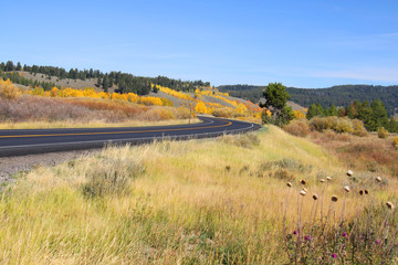 Scenic drive in yellowstone