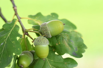 Obraz premium Eicheln