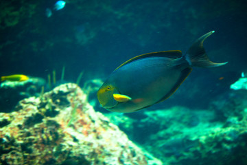 Fototapeta na wymiar Surgeonfish