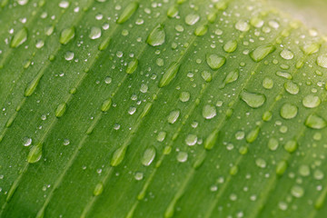 Green leaf with rain drop. Macro shot