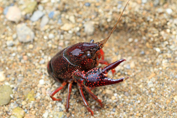 Red swamp crawfish (Procambarus clarkii) in Japan