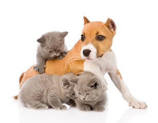 Obraz premium stafford puppy playing with kittens. isolated on white backgroun