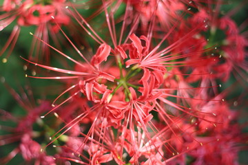 巾着田の曼珠沙華