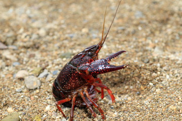 Red swamp crawfish (Procambarus clarkii) in Japan