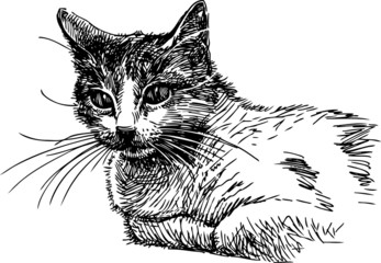 cat sketch