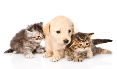 purebred puppy dog and two scottish kittens lying in front. isol