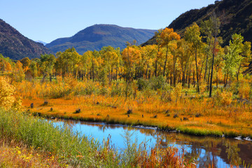 Colorful aspen trees by Gunnison river in Colorado