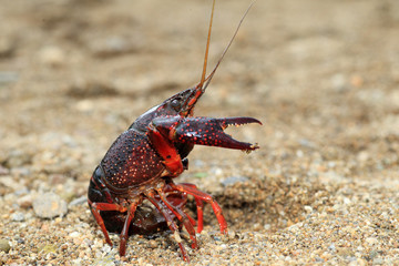 Red swamp crawfish (Procambarus clarkii) in Japan