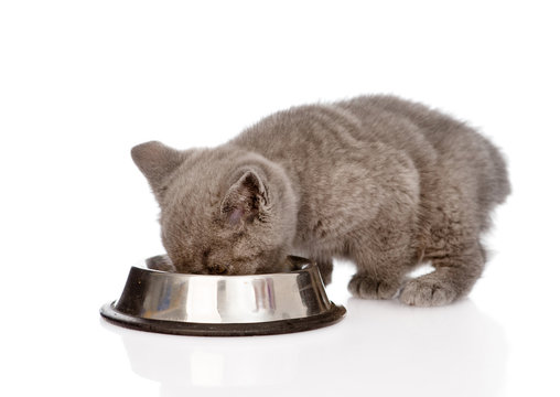 British Kitten Eating Cat Food. Isolated On White Background