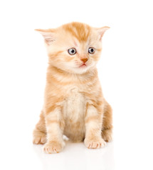orange tabby kitten sitting in front. isolated on white backgrou