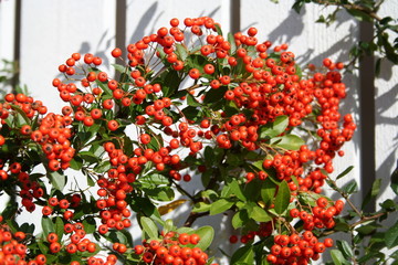 Pyracantha bush with berries