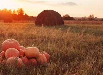 pumpkins at sunset