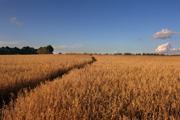 Obraz premium Small path across the field diagonal