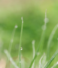 Green leaf with rain drop. Macro shot