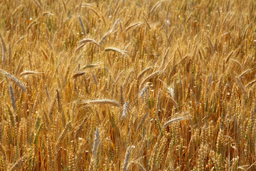 Wheat on the field