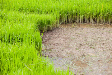 green rice paddy field with mud