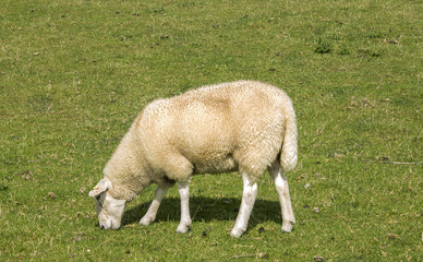 Obraz na płótnie Canvas sheep on meadow