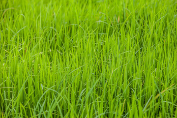 Fototapeta na wymiar green rice paddy field