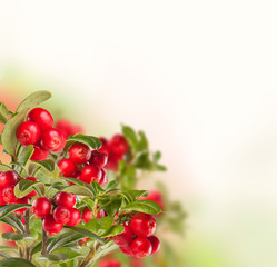 Cranbery on white background