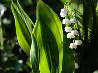 Fototapeta premium frühling