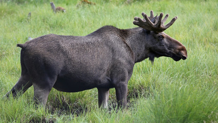 Moose bull (Alces alces) in wilderness