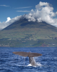 Fototapeta premium Płetwa kaszalota przed wulkanem Pico na Azorach