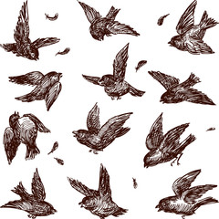 sparrow flock