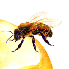 honey bee, isolated on white