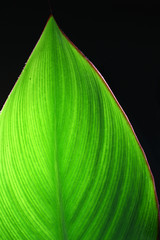 Green canna leaf - obrazy, fototapety, plakaty