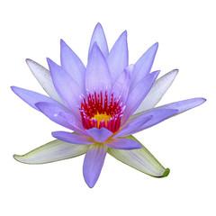 Lotus flower on white background