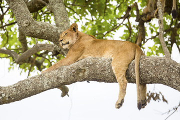 Fototapeta premium African lion rests in tree