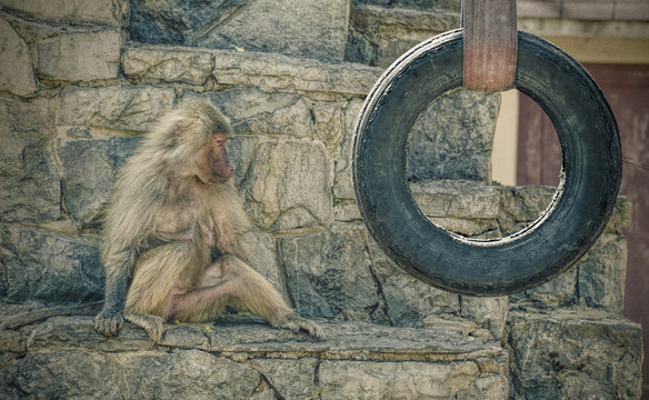 The Monkey in the Zoo