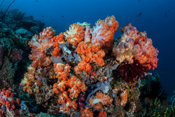Plakat Beautiful Soft Corals