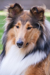 Collie-Hund