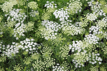 Sommerwiese © Friedberg