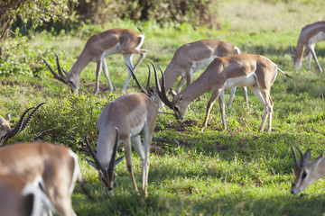 Gazelles in Amboseli, Kenya