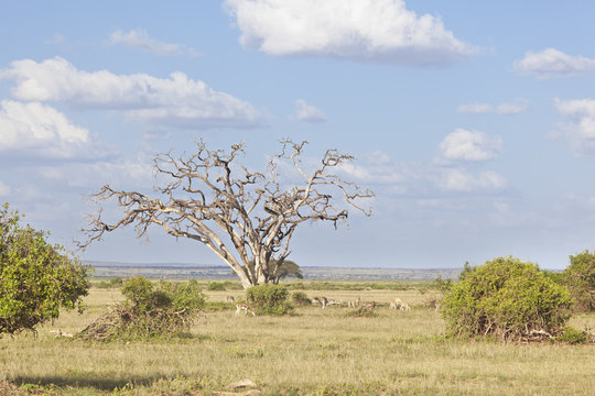 Gazelles in Amboseli, Kenya
