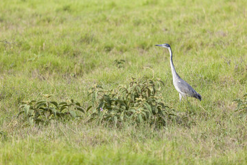 Fototapeta premium Grey Heron in Kenya