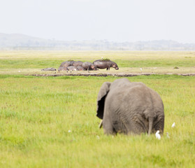 Naklejka na ściany i meble Hippos and Elephant in Kenya