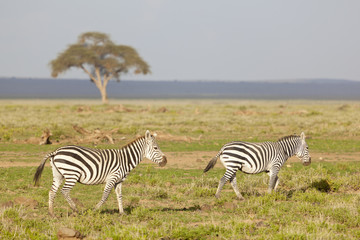 Fototapeta na wymiar Zebras in Kenya