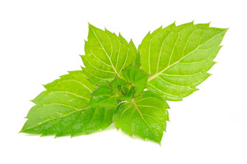 Mint Leaves Isolated on White Background