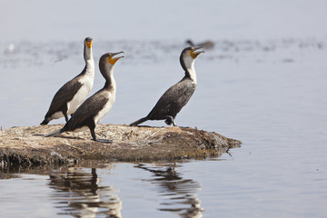 Reed Cormorants in Kenya