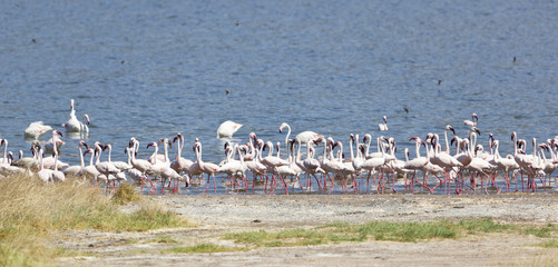 Fototapeta na wymiar Flamingos at Lake Bogoria, Kenya